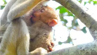 Amazing time! Never seen baby Angela drink milk from young monkey Lela and she have no milk