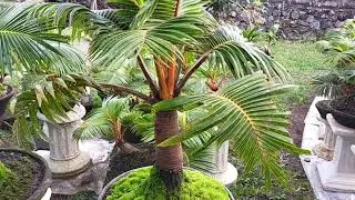 Sayat Mawar, tebas ekstrim apakah baik untuk bonsai kelapa??? #bonsaikelapa#sayatmawar#tebasekstrim.