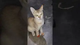 gost cat #vairalvideo #gost