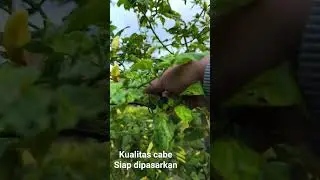 Panen tanaman cabe #cabeunggul