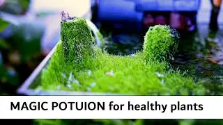 How to grow healthy aquatic plants - Secret to growing plants
