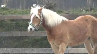 Haflinger Stute Oxana // Beim 