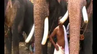 elephants showoff  in front of paramekavu temple