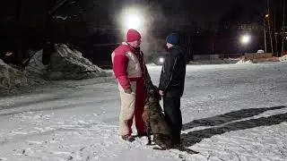 Учимся быстро снимать намордник.#АПС #АПСРоссия