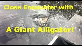 Close Encounter with a Giant Alligator!
