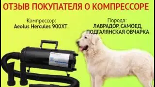 Отзыв Михаил Лапин - компрессор Aeolus Hercules 900XT, порода - лабрадор, самоед, овчарка