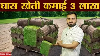 3 Lakh Per Acre Income | grass farming | Grass roll farming | lawn grass | carpet grass | best kheti