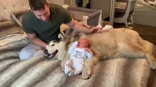 DOG BONDS WITH BABY | CUTEST VIDEO EVER