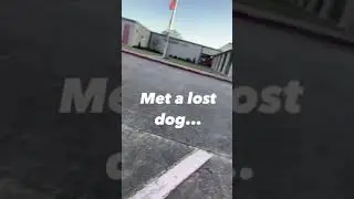 I Found a Lost Dog | Bites of Hype
