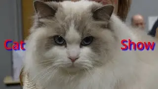 Выставка кошек - краткий обзор