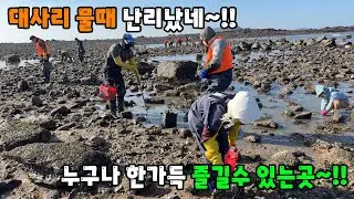 대사리 물때 난리났네~!! 누구나 한가득 즐길수 있는곳~!!