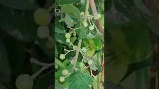 phalsa or Indian sherbet berry or Grewia asiatica