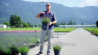 Product Spotlight: 2025 Lavender Selection with Scott