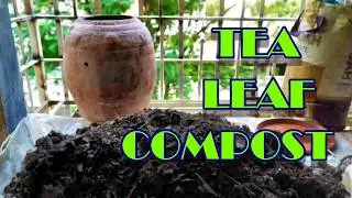TEA LEAF COMPOST with neem | Afraid to  compost ? Start with SPENT TEA LEAF composting