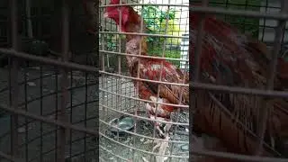 mewati#aseelmurga#shortvideo#size20+#aseel#chicks#available#uttarakhand