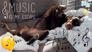 Relaxing Dog sleeping music, tones to calm Anxiety, Stress, Hyperactivity.