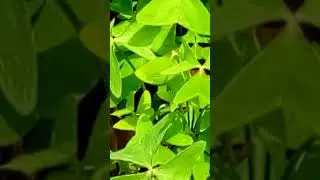 Kanyebwa/Sorrel/Oxalis Latifolia#herb#medicine#organic#botany#plant#nature