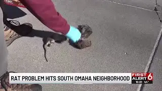 South Omaha neighborhood hit with rat infestation