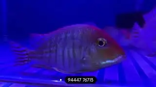 Red Head Tapajos nearly 5 inches 425 single piece #redhead #tapaj&oacute;s #tapajos #cichlids #cichlid&eacute;s 