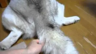 修正されるサナキ様