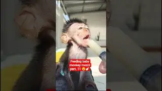 Feeding baby monkey mocci part. 11 🤤🍼 #monkey #babymonkey #animals #scaredmonkey #shortsvideo #short