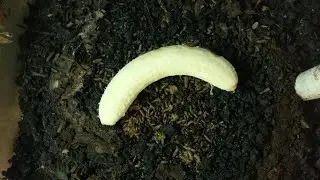 Black soldier fly grubs eat a banana
