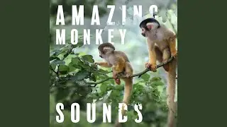 Exotic Deep Jungle