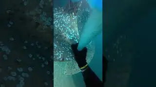 Part 2 Scraping Barnacles from the Auxiliary Pro #diving #ship #dive #propeller #work