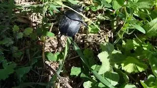 Heliocopris boophilus  Commonly called as Dung roller or Dung beetle