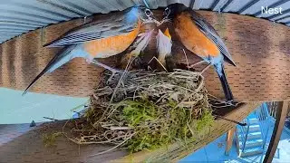Day 19-23 American Robin Nestling and First Fledging