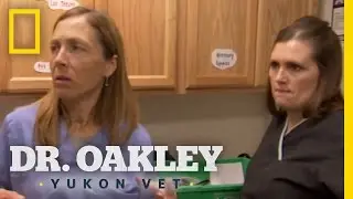Attack of the Feral Cat | Dr. Oakley, Yukon Vet