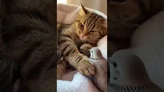 Mom Cats Gentle Touch Gift of Kindness Heartwarming Rescue Story #cats #kindness #rescue