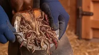 Thousands of Worms Infected This Horse&rsquo;s Hoof &mdash; What We Found During Treatment Is Shocking 😱🐎