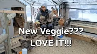 🍆Tried A New Veggie Today & Loved It!!! #backyardchickens 