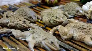 Yummy Frog Soup Recipe - Cooking Frog Soup Recipe in Forest for Dinner n Eating Delicious