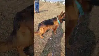 Roxy ❤️ Z+ security #dog #doglover #pitbulll #germanshepherd #shortvideo #security #shortsfeed