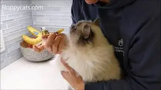 How to Give Your Cat Pumpkin to Stop Diarrhea in Cats