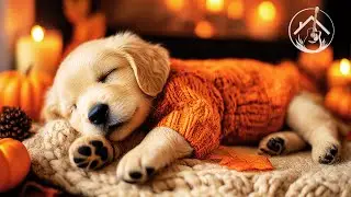 Музыка для вас и вашего питомца 🐶🎧｜2 часа нежной гитары и фортепиано 🎸🎹｜Без рекламы