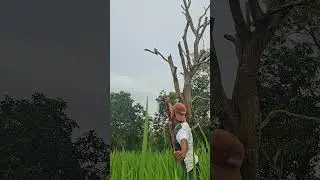 focus on the target on the tree #shortsviral #nature