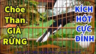 Chòe than HÓT SÁNG|| Kích Chòe HÓT HAY|| Luyện Chòe than HÓT SÁNG || MỚI NHẤT