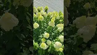 Limelight hydrangea hedge in it's PRIME💚 #limelight #hydrangea #hydrangeas