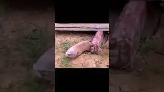 Lesser Blind Mole-Rat!