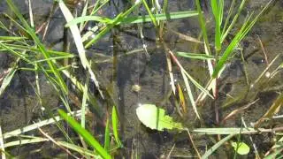 Tadpole  Season