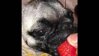 🍓 ASMR Pug Eating Strawberry 🍓