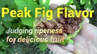 Picking Figs at Peak Ripeness: The Desert King Fig