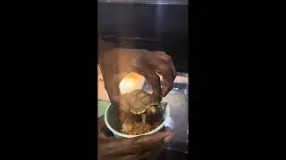 Yellow-footed tortoise unboxing ( TikisGeckos )