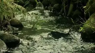 RELAXING RIVER SOUND for DEEP SLEEP 💧 Soft Flowing Water | Ultra Realistic Nature Ambience