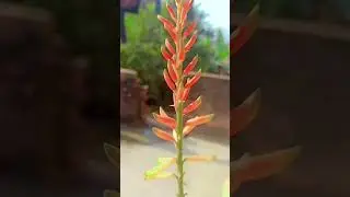 Aloe Vera flower|golden terrace garden 🏡#flowers #aloeveraflower #nature #yt#shorts #subscribe #like
