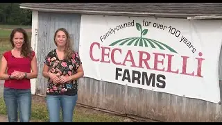 Big Y Local Love - Cecarelli Farms in Northford, CT