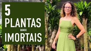5 PLANTAS quase IMORTAIS pra TER em CASA